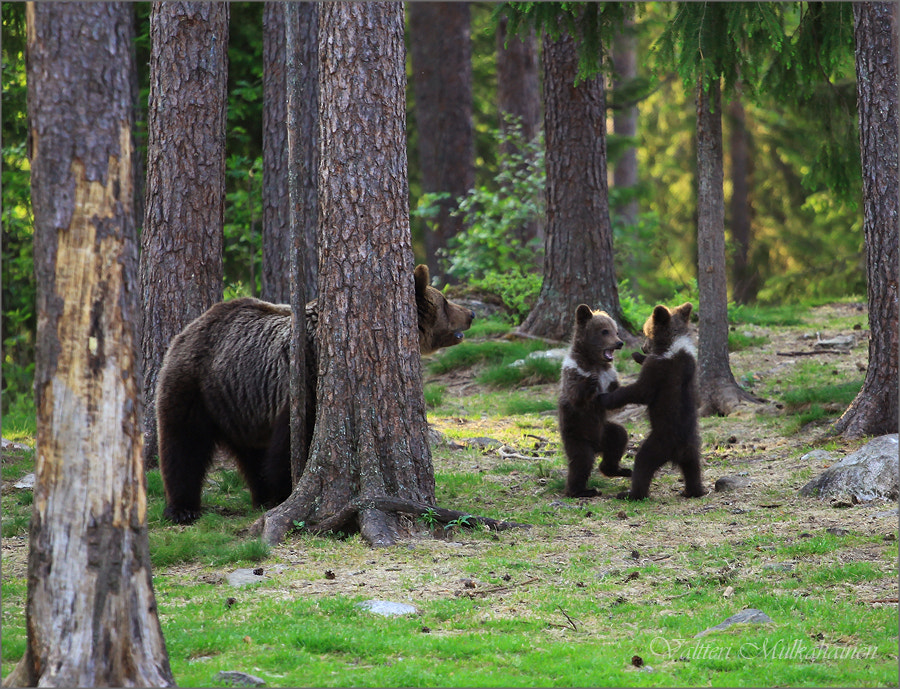 Stop a fight ... by Valtteri Mulkahainen on 500px.com