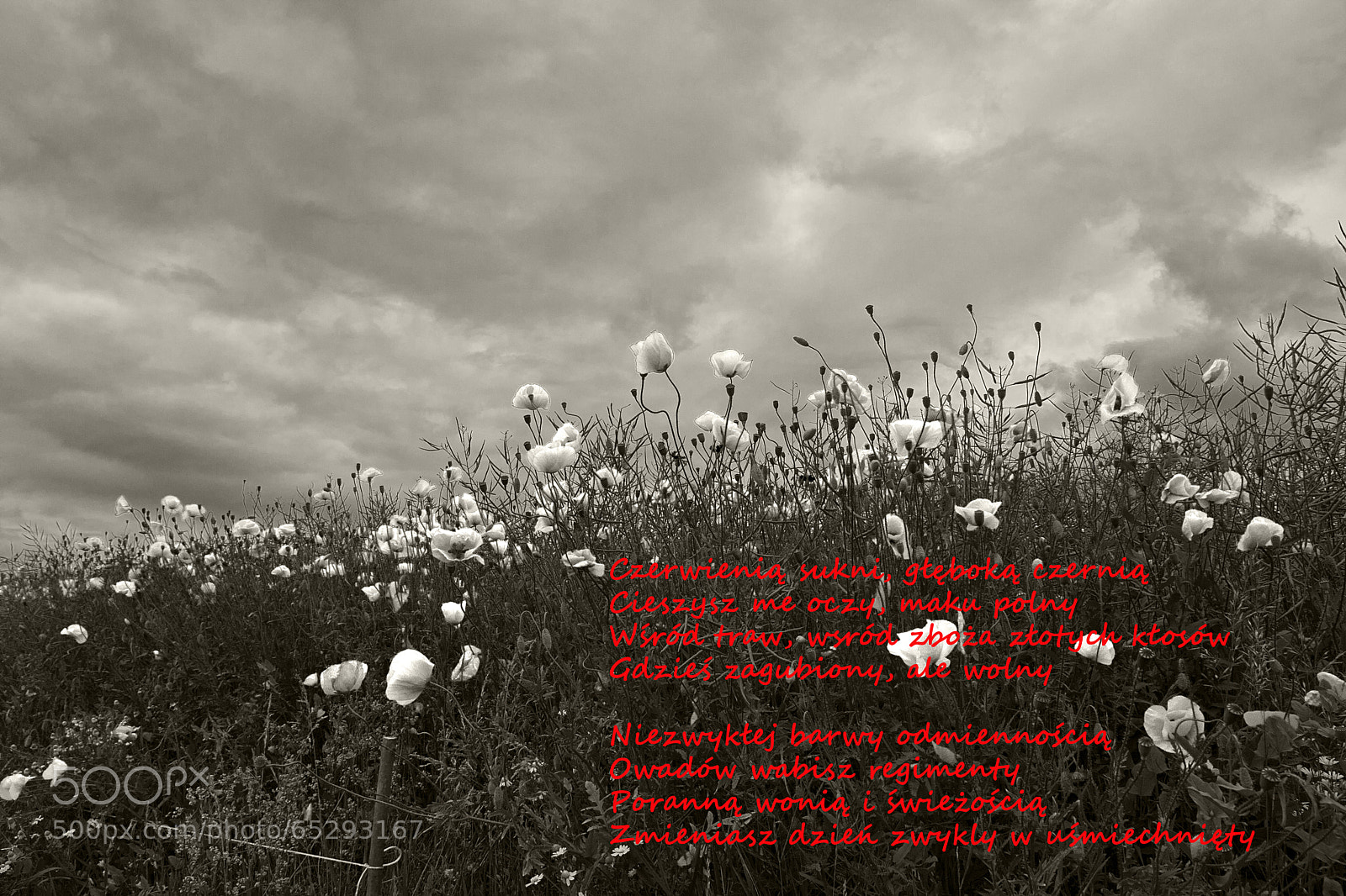 Canon EOS 40D sample photo. Poppies photography