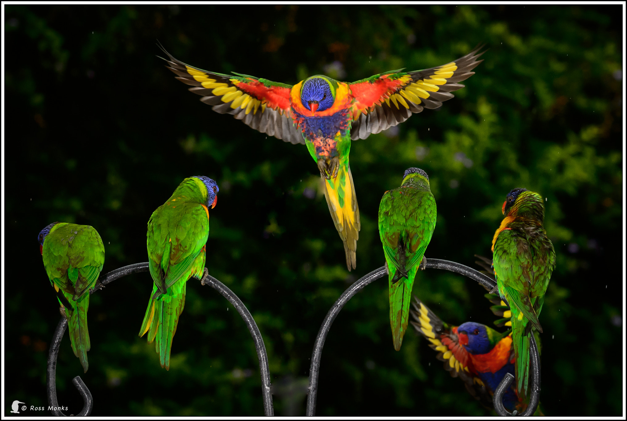 Nikon D4 sample photo. Lorikeets photography