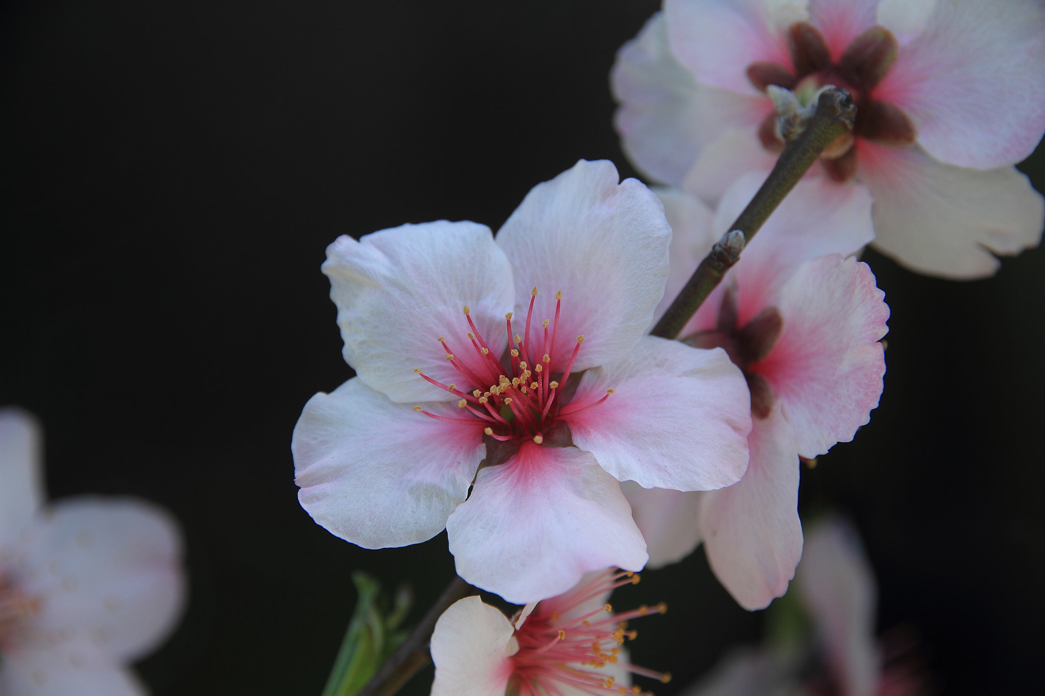 Peach Blossom