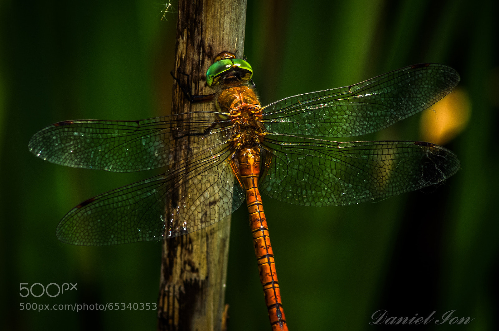 Pentax K-x sample photo. Dragonfly photography