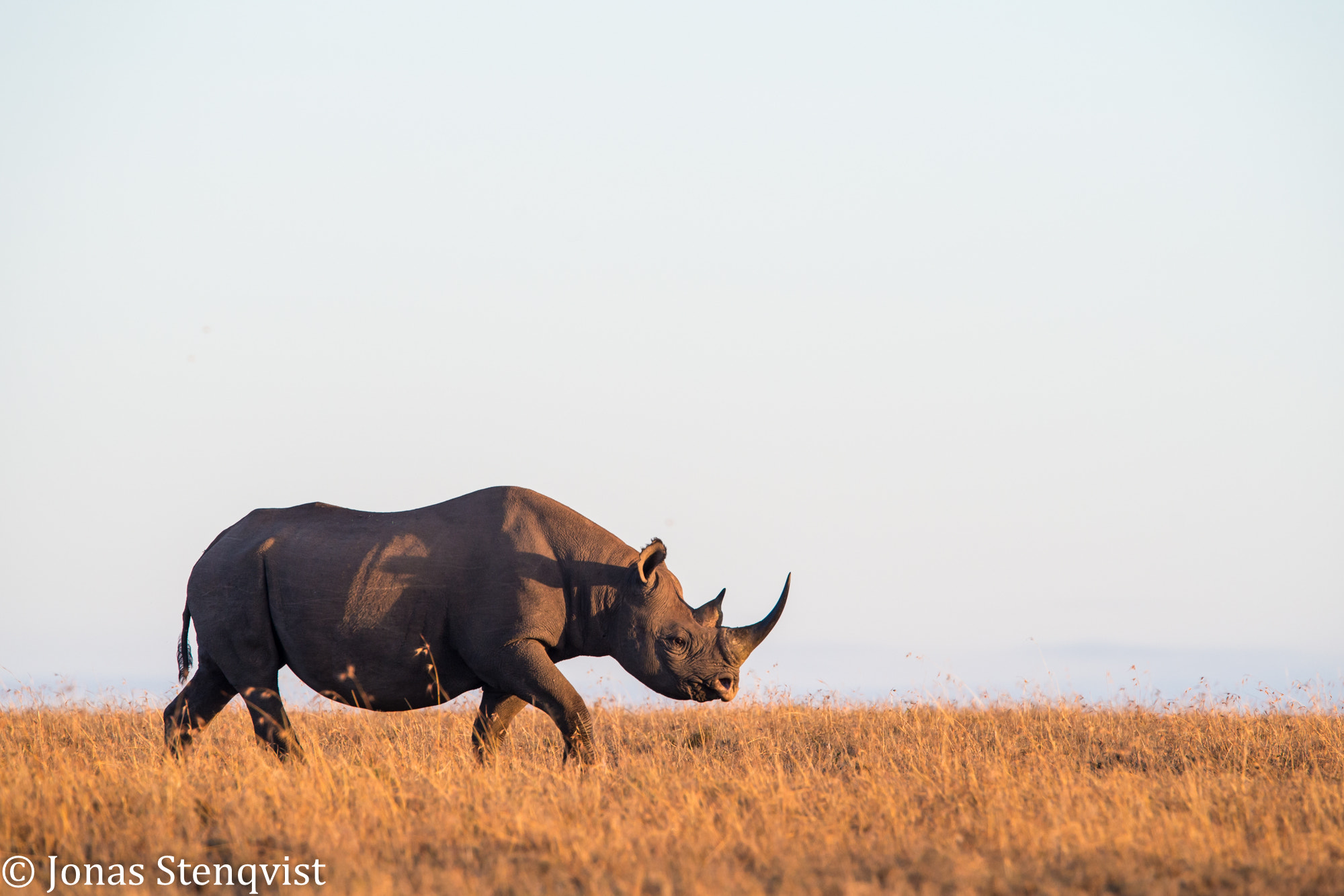Black rhino, golden light
