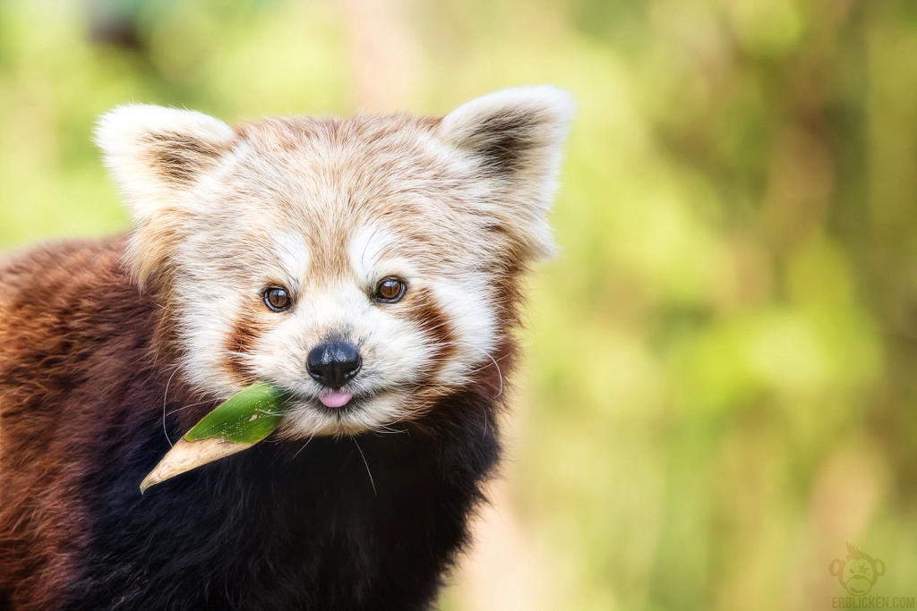 Photos Of Red Pandas Slacking Off That Are Really Cute 500px