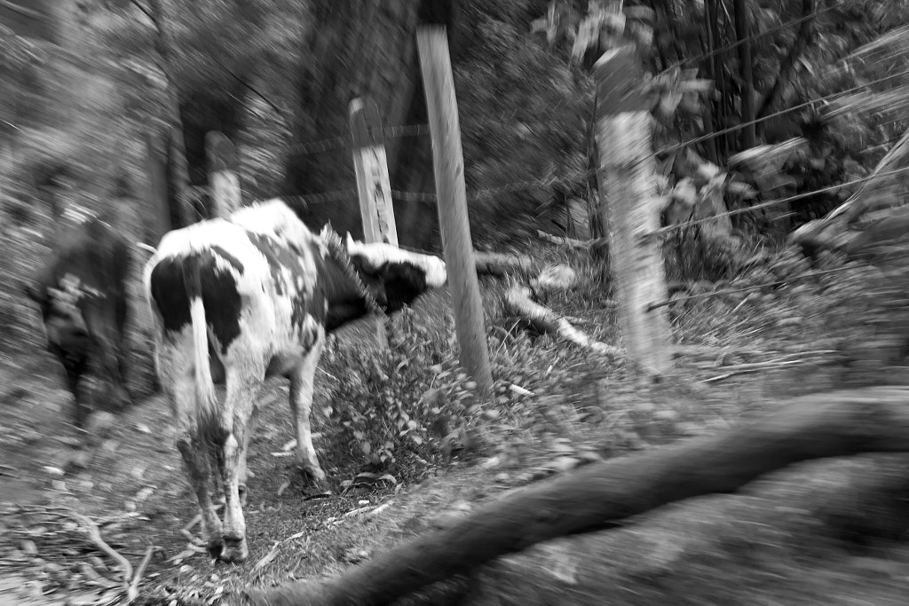 Cow by Fabian Pulido Pardo on 500px.com