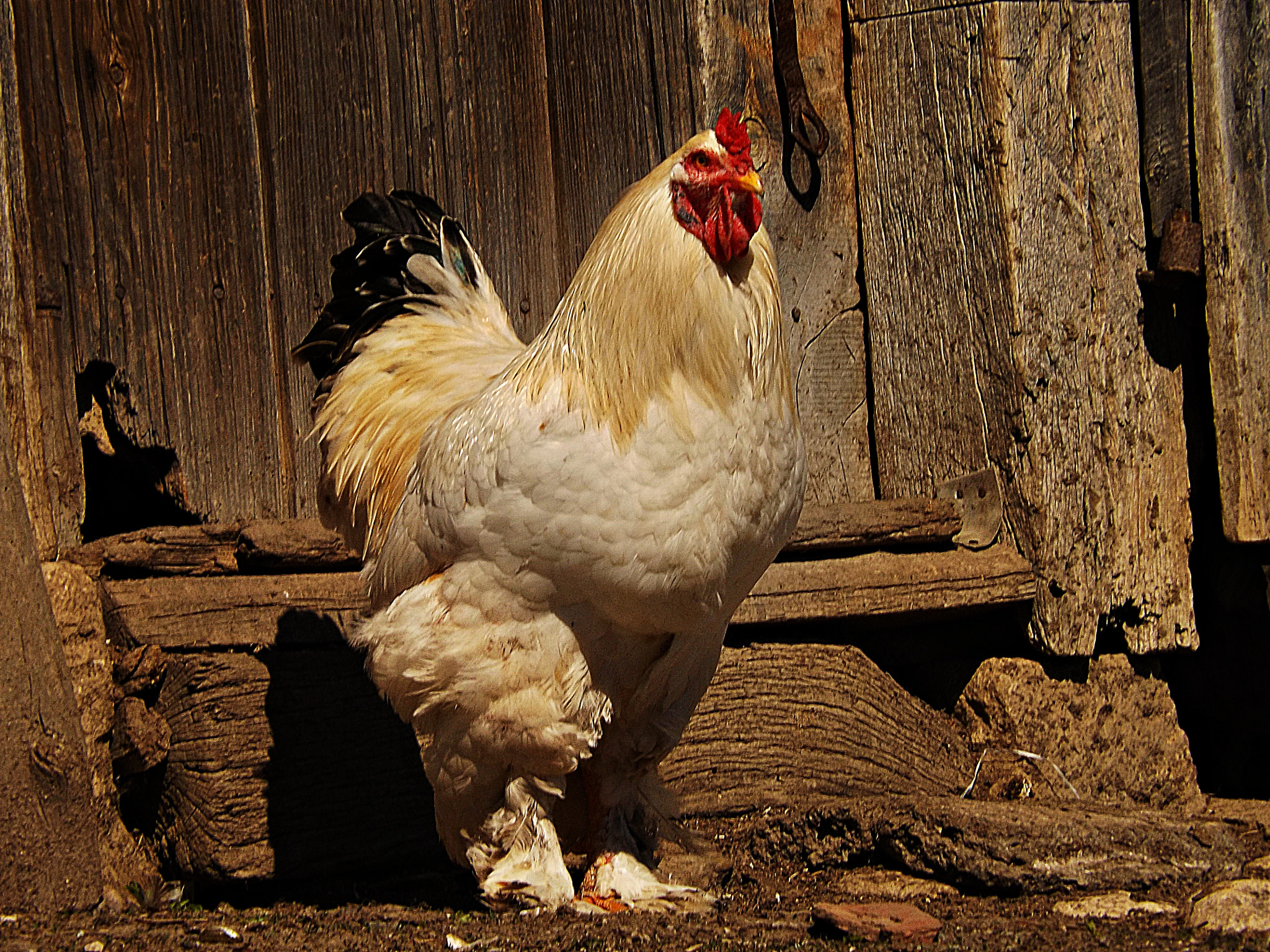 Cock with leggings