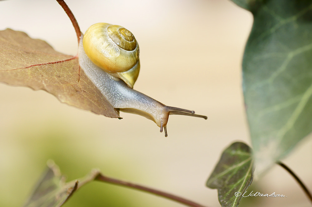 A snail running ... by Udrea Dan on 500px.com