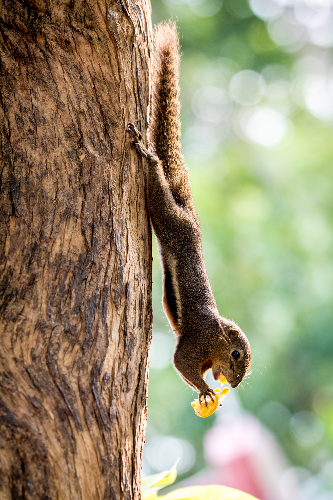 Squirrel's lunchtime