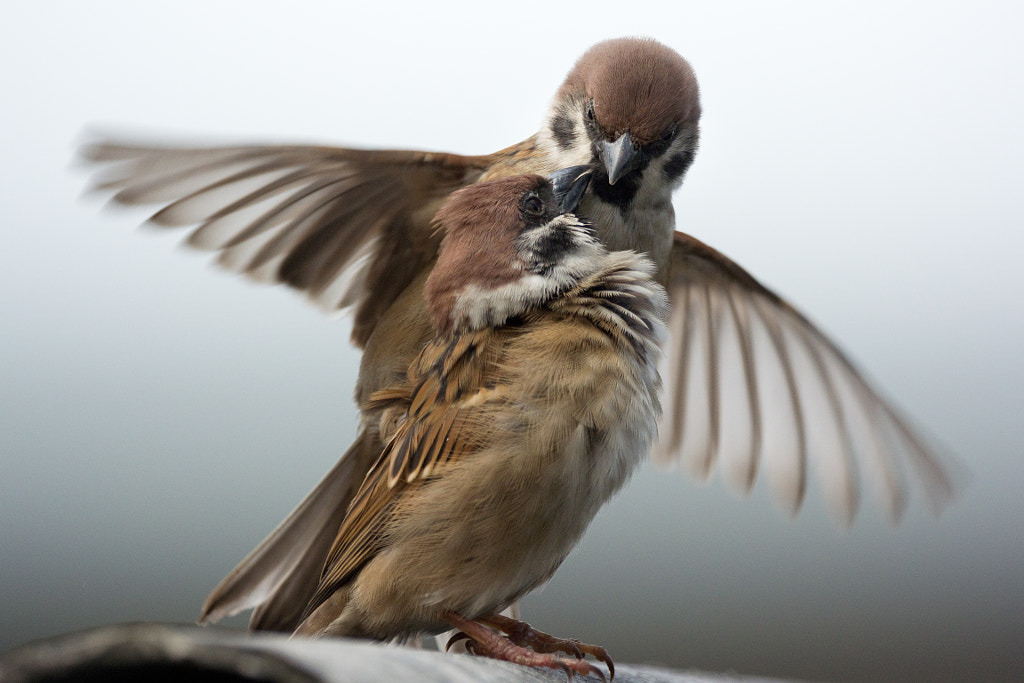 Mating Sparrows by daniel ab on 500px.com