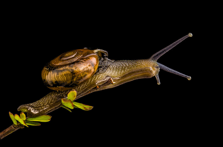 Gardwn snail