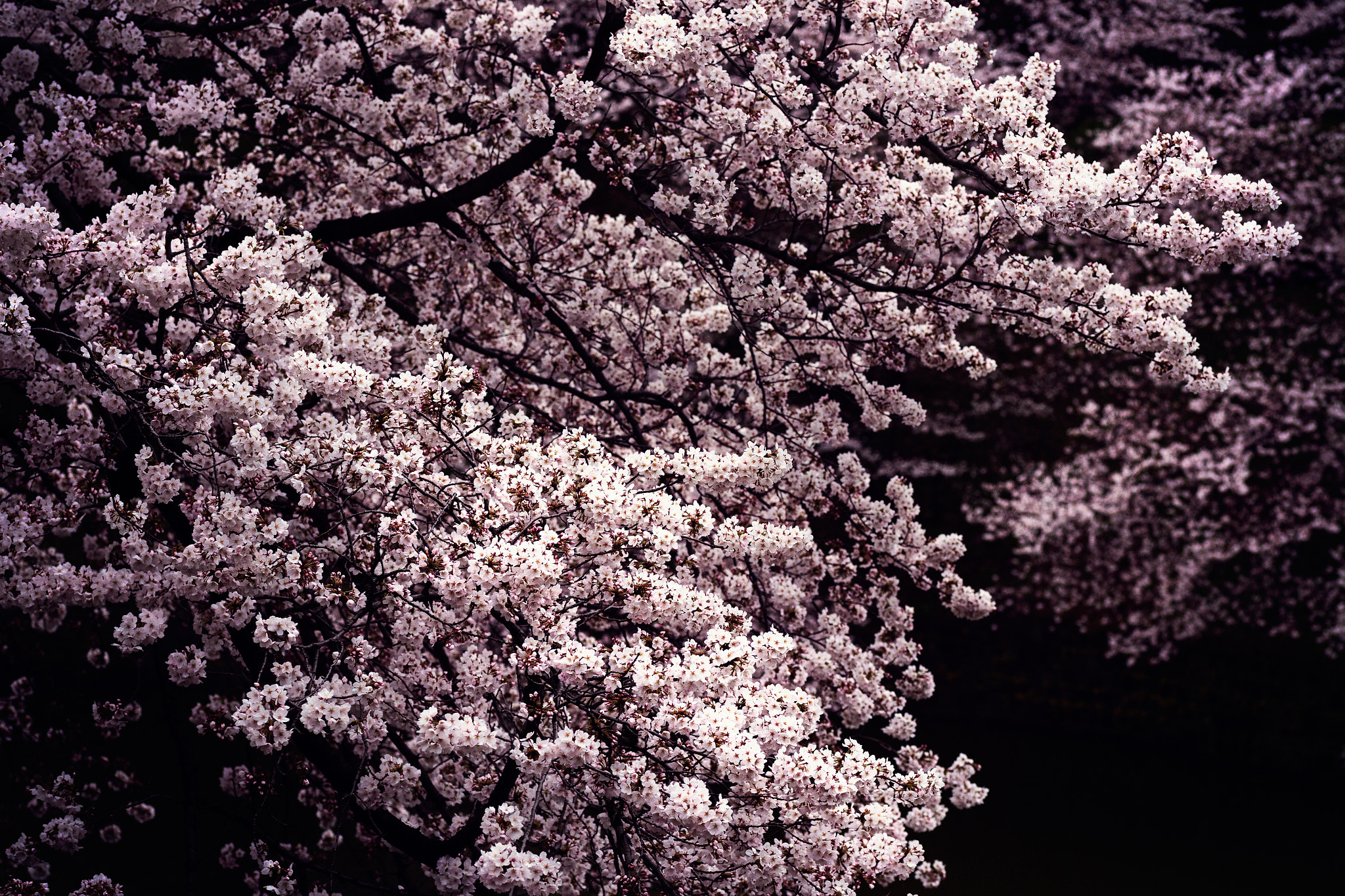spring_2560