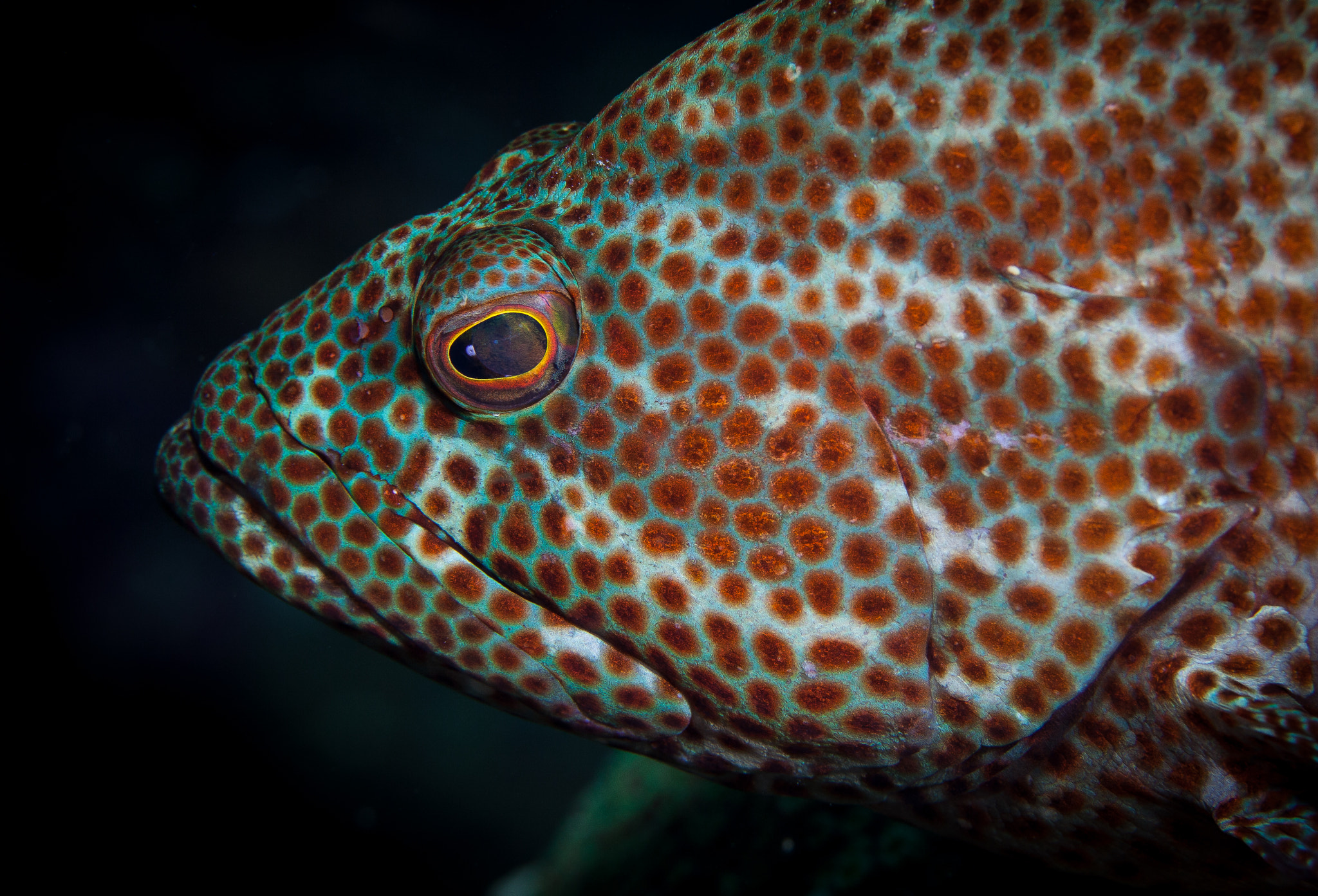 Strawberry Grouper by Eliot Ferguson Photo 6556408 / 500px