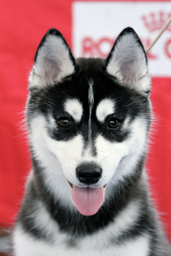 Siberian Husky by Ekaterina Kiryushina on 500px.com