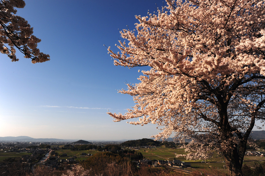 Sakura on the hill(Nara) by Hiro .M on 500px.com