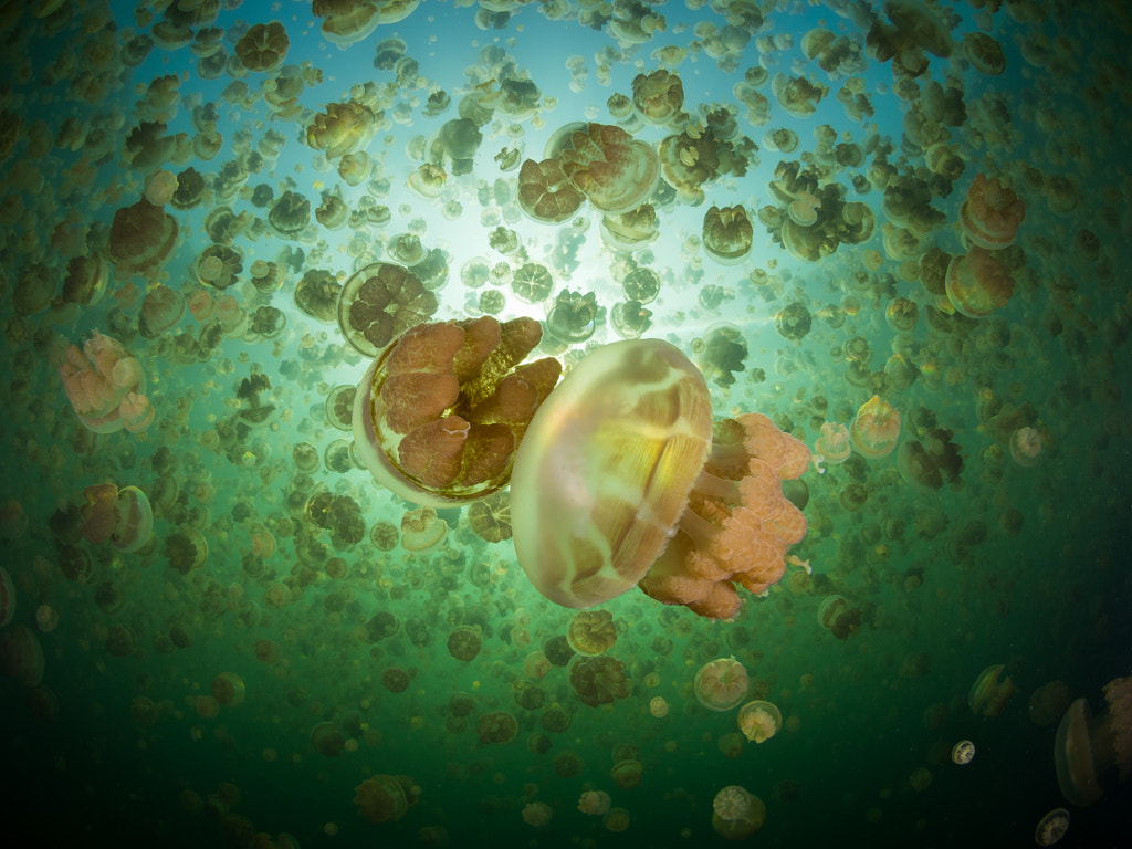 Two of Thousands by Lachlan Dunwoodie on 500px.com