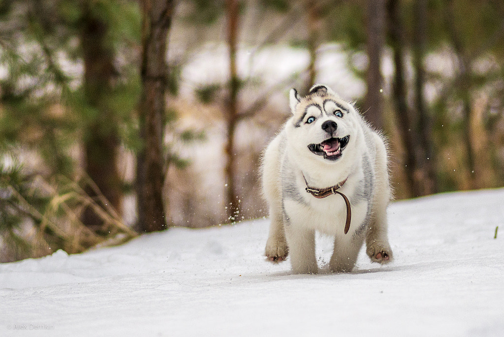 dog photography idea running
