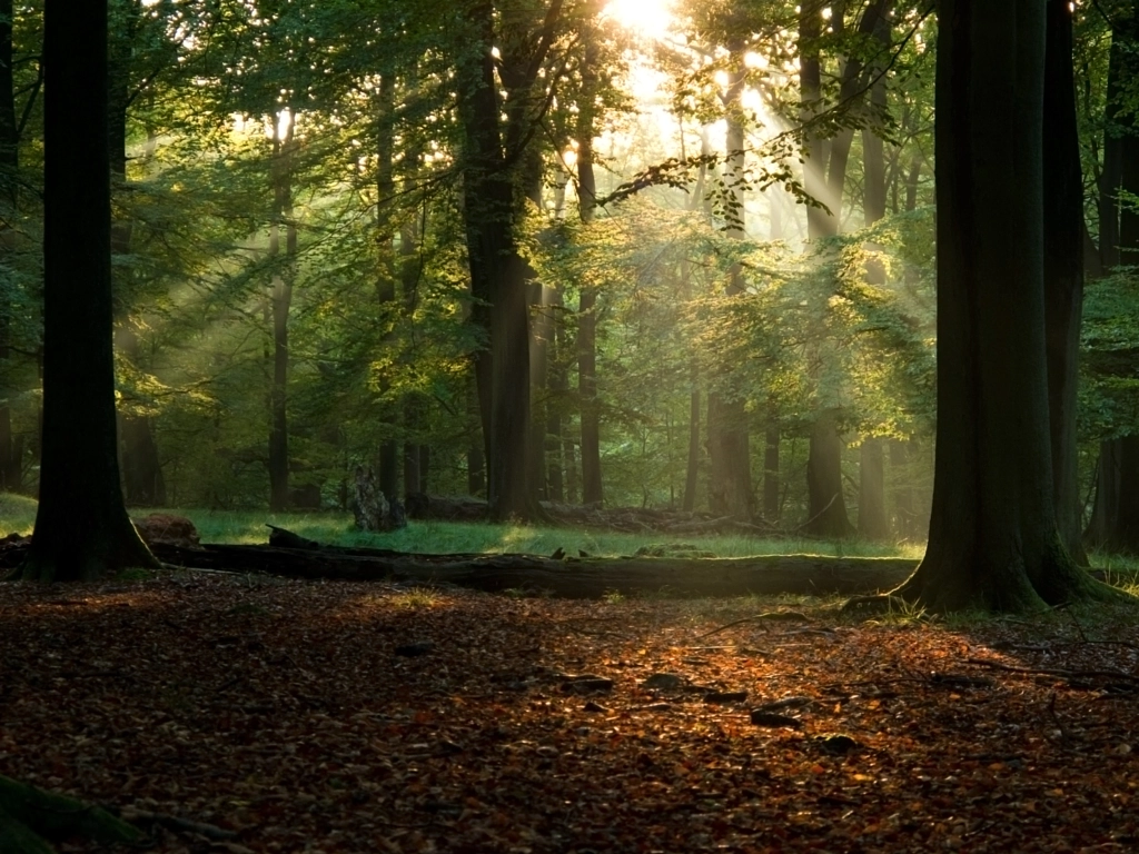 Fairytail forest by Andreas Altenburger on 500px.com