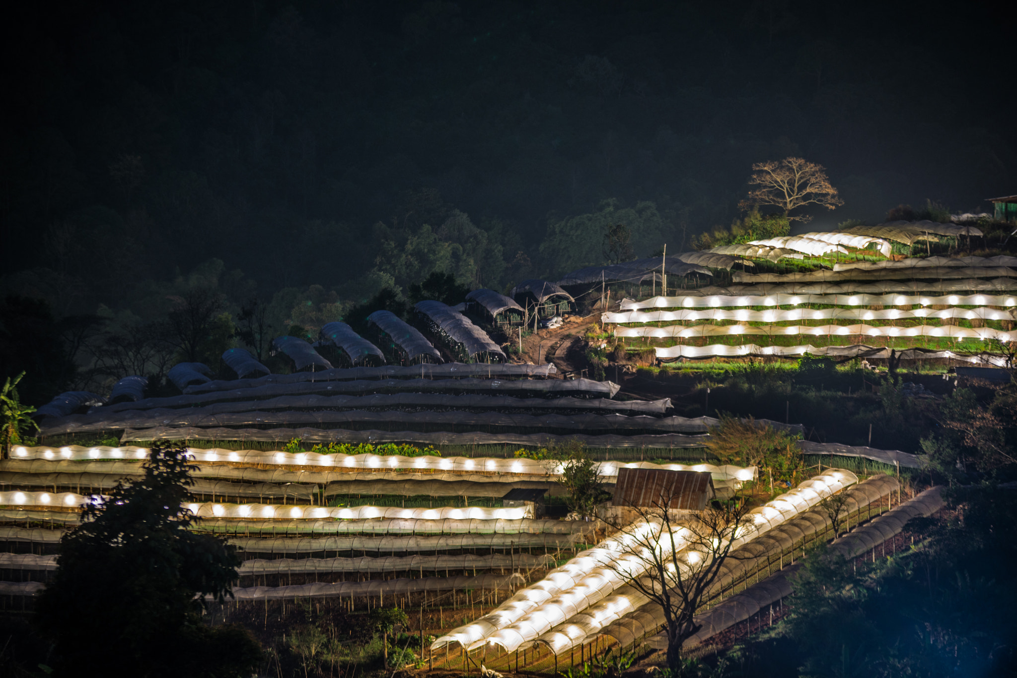 Nightscape of Greenhouse Plant .Doi Inthanon, Chiang Mai, Thaila