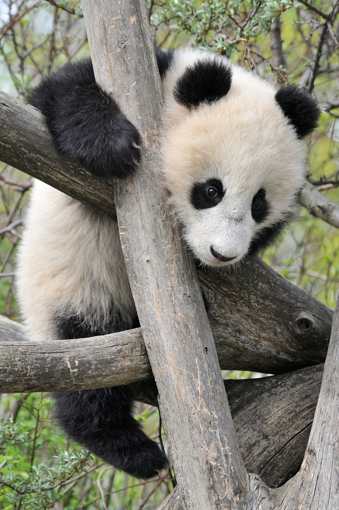 Panda Climber by Josef Gelernter / 500px