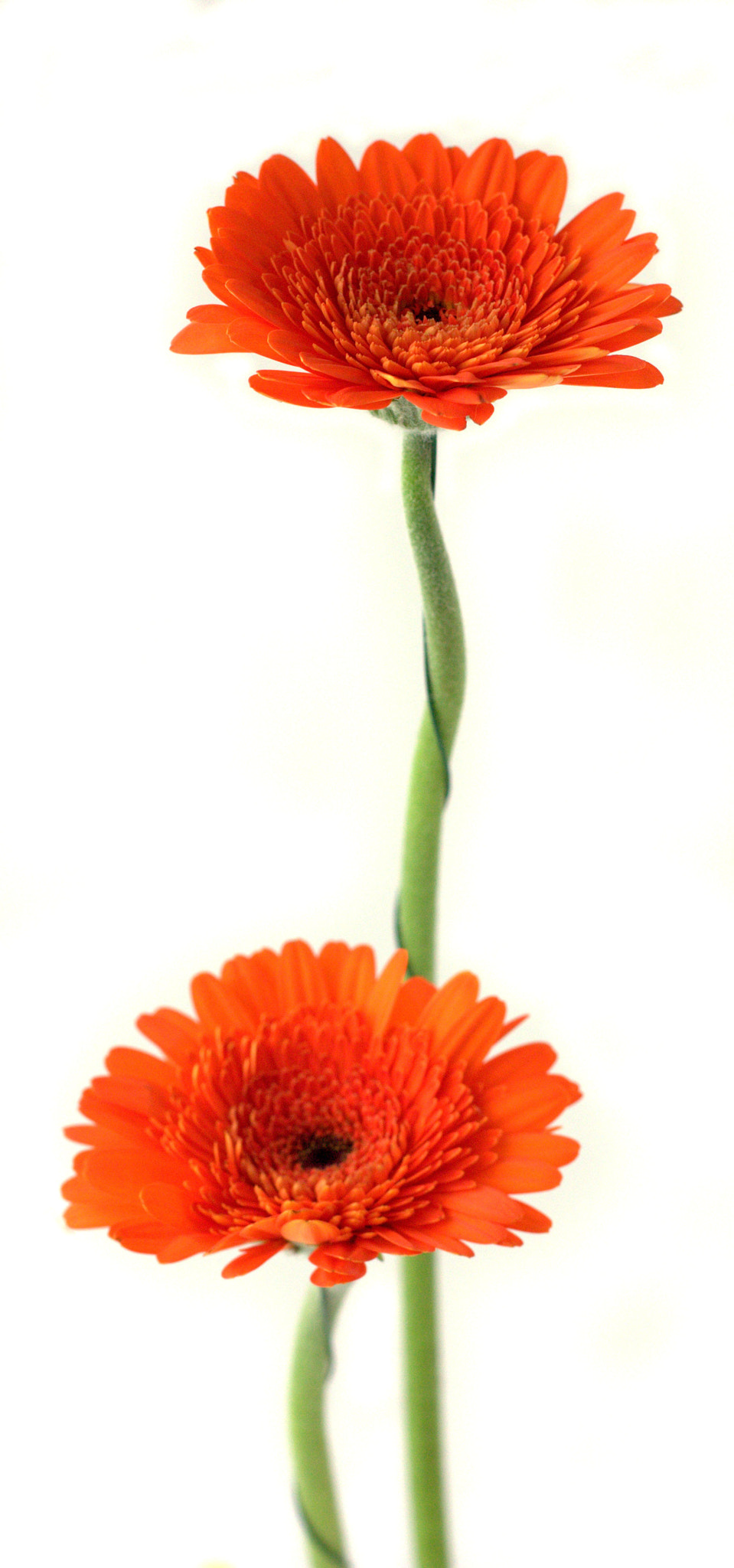 Gerbera