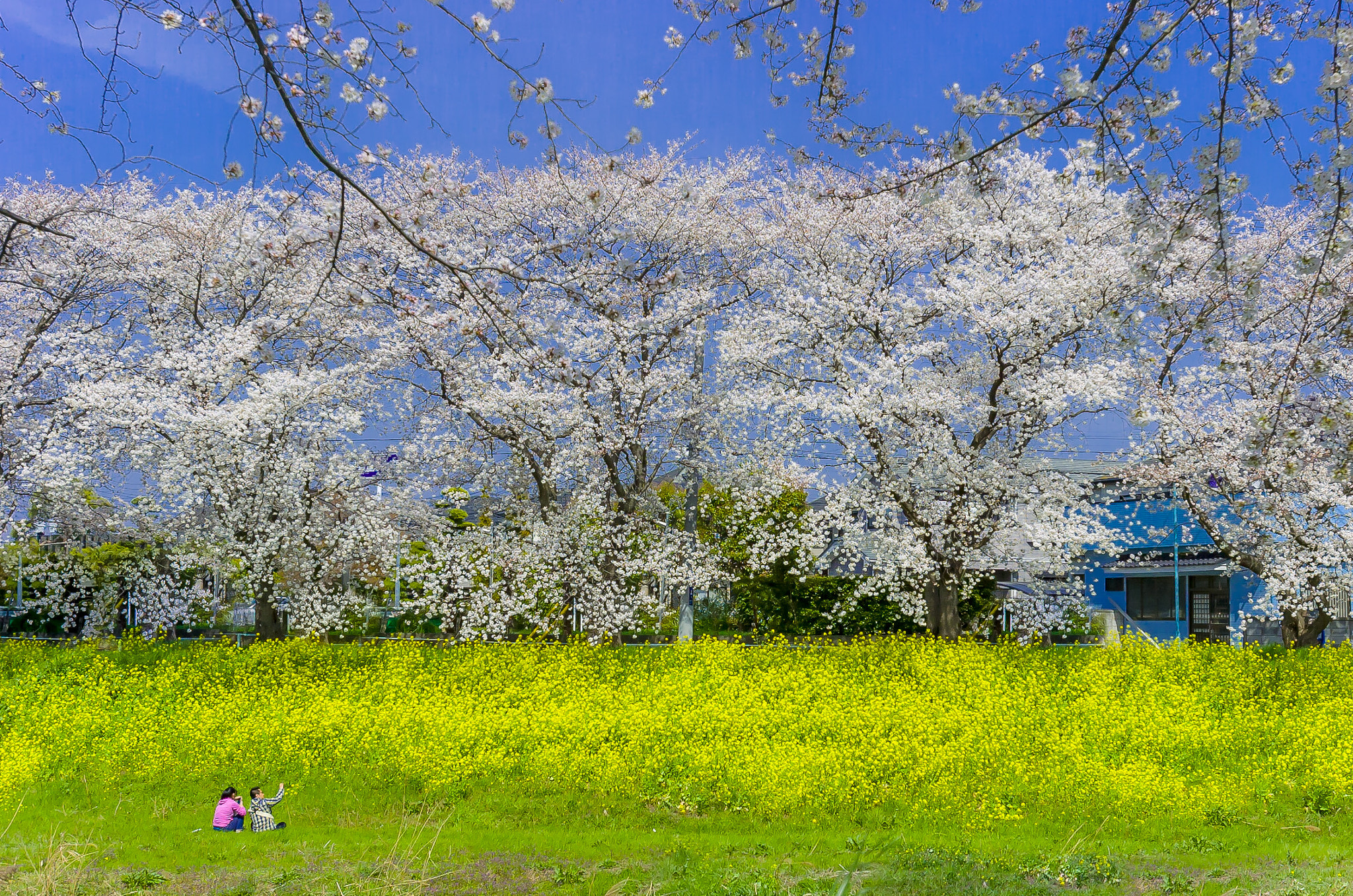 Nikon D2Hs sample photo. Sakura photography