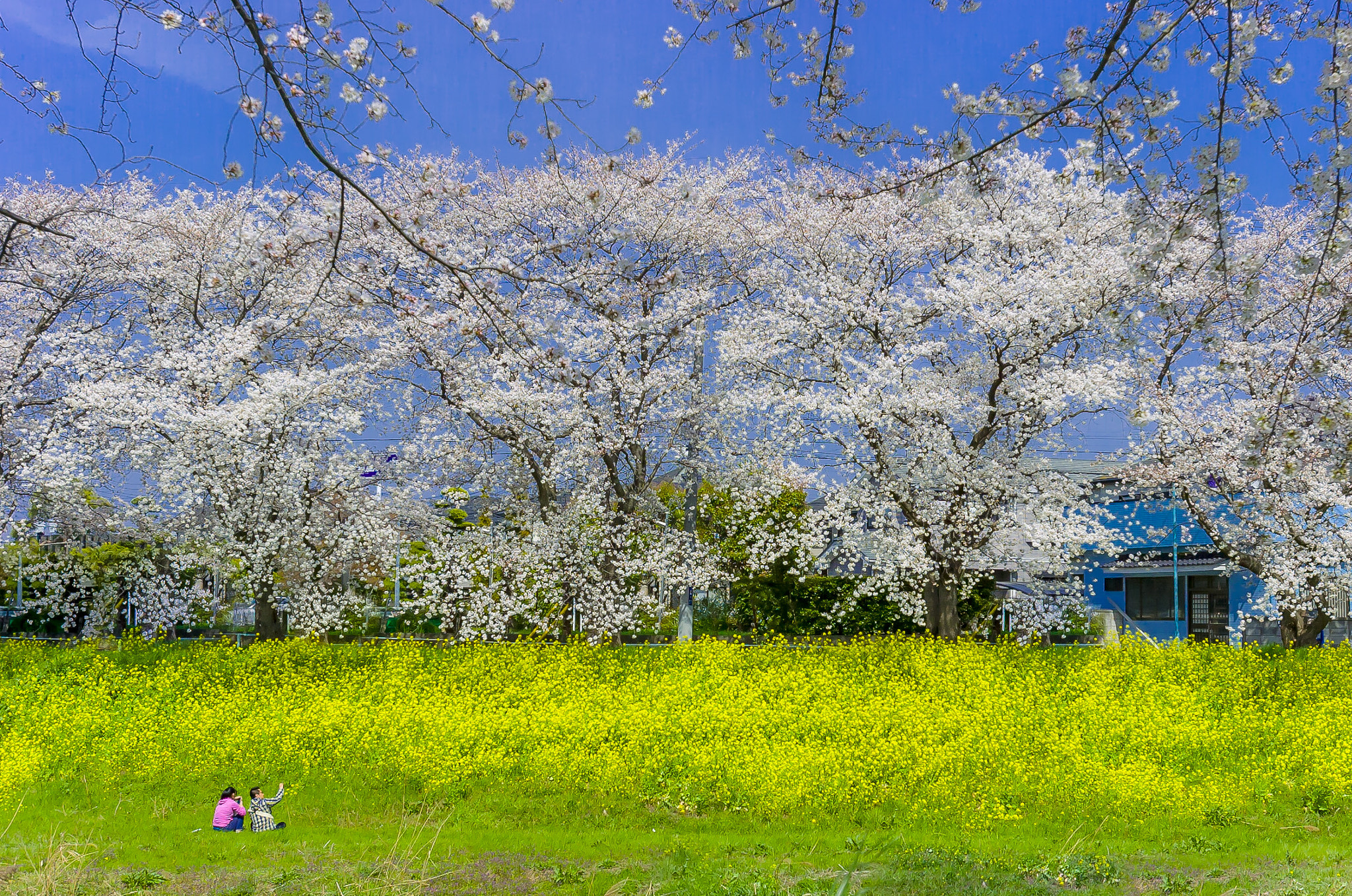 Nikon D2Hs + Nikon AF-S Nikkor 17-35mm F2.8D ED-IF sample photo. Sakura photography