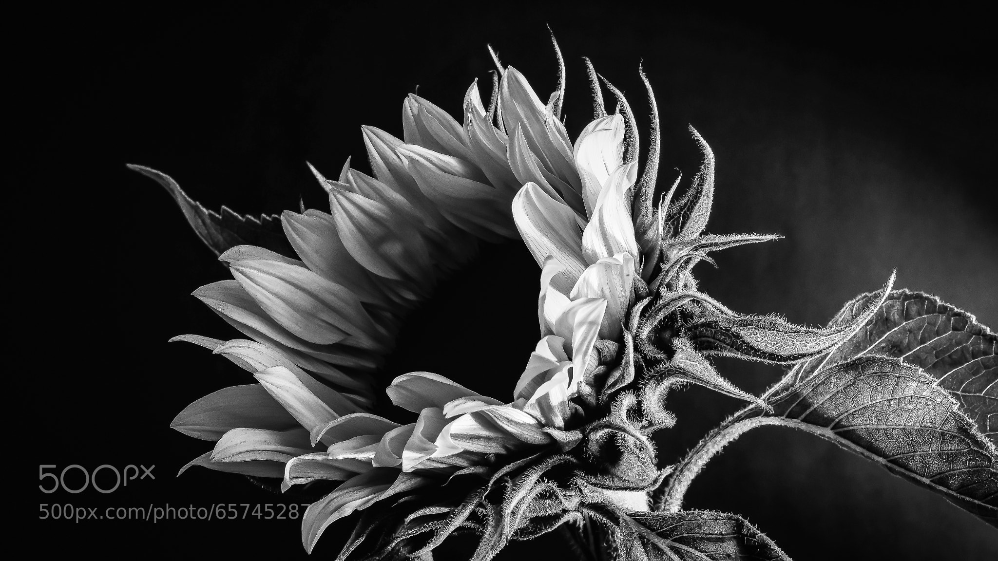 Monochromatic sunflower 2