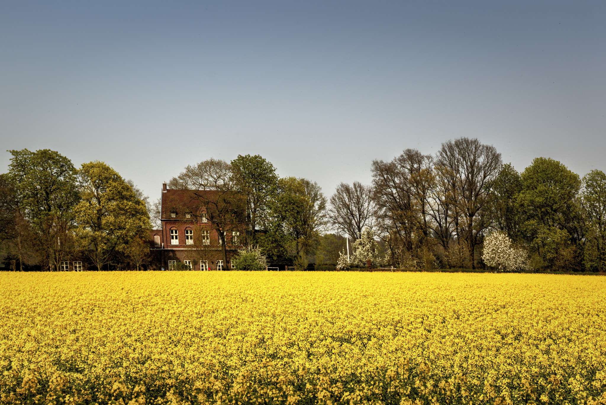 The house at the yellow field