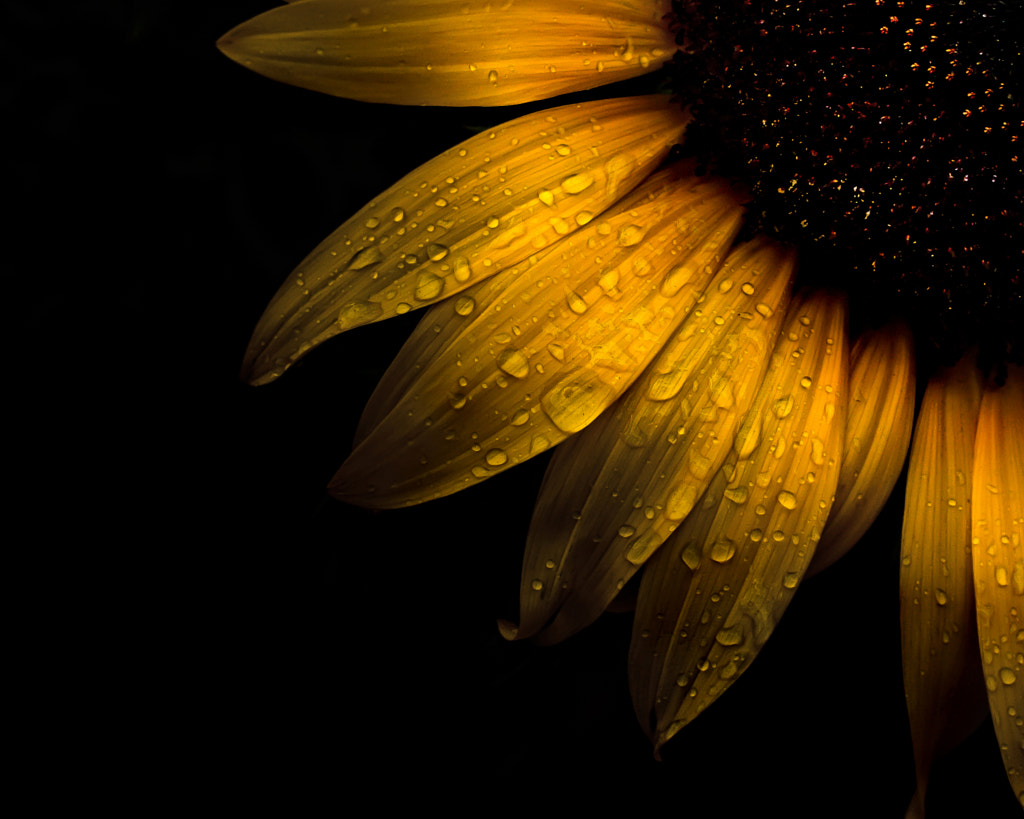 Backyard Flowers 28 Sunflower by Brian Carson on 500px.com