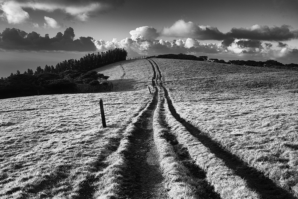 Field by Rui Caria on 500px.com