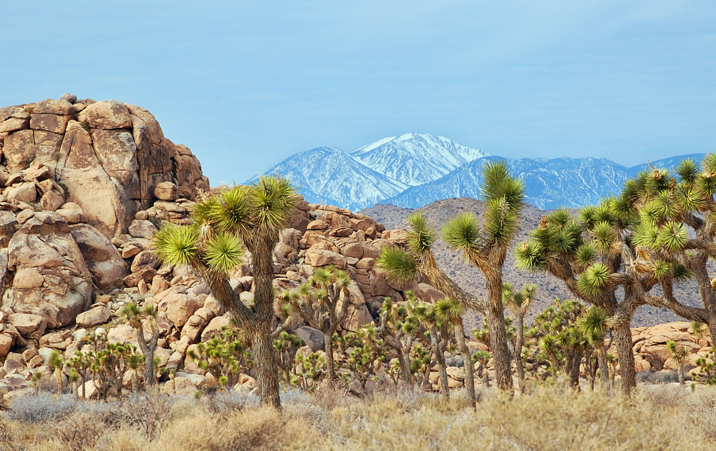 Hot and Cold in Joshua Tree by Phillip James on 500px.com