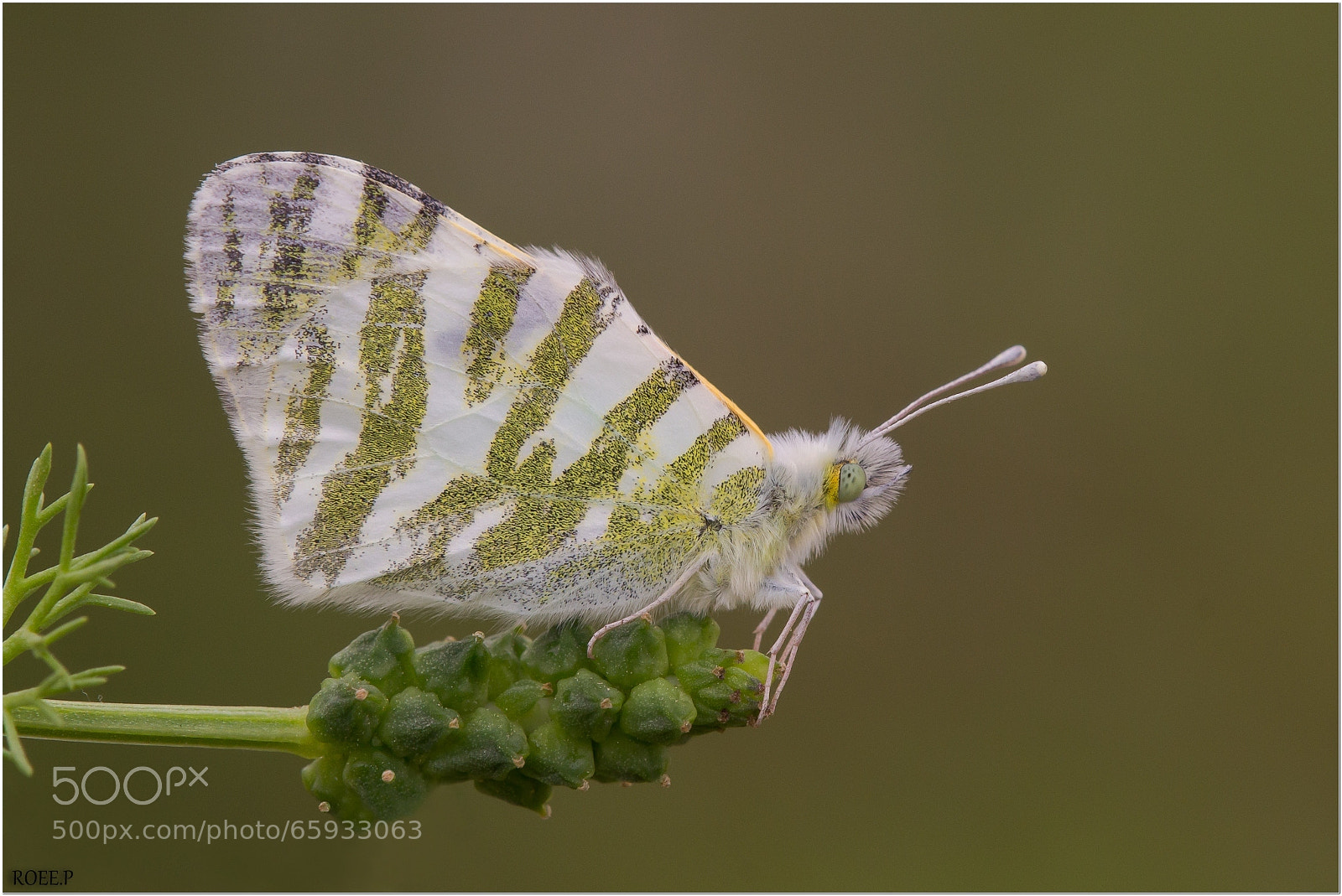Canon EOS 60D sample photo. Beauty of nature photography