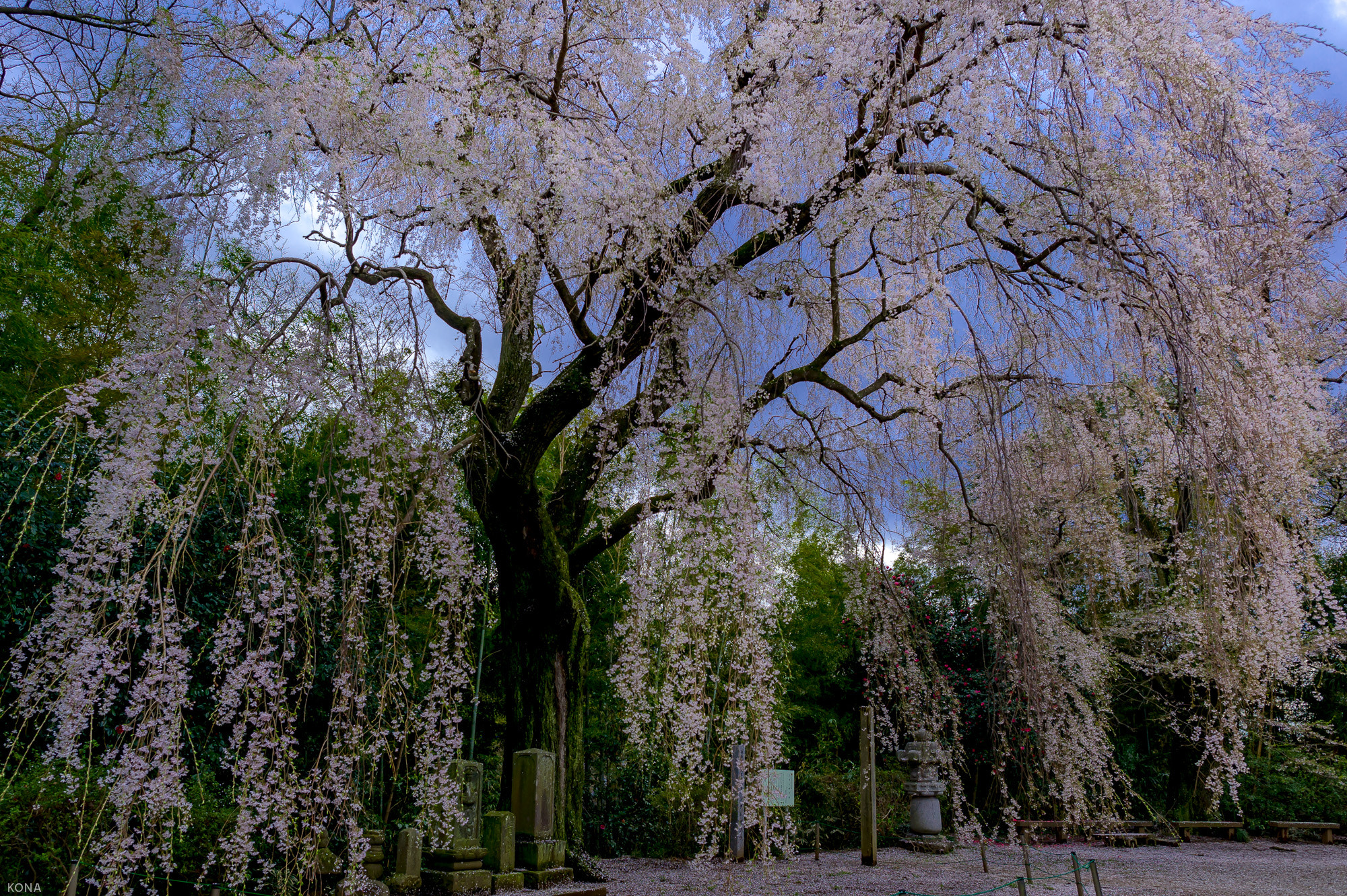 Nikon D3 + Nikon AF-S Nikkor 24mm F1.4G ED sample photo. Sakura photography