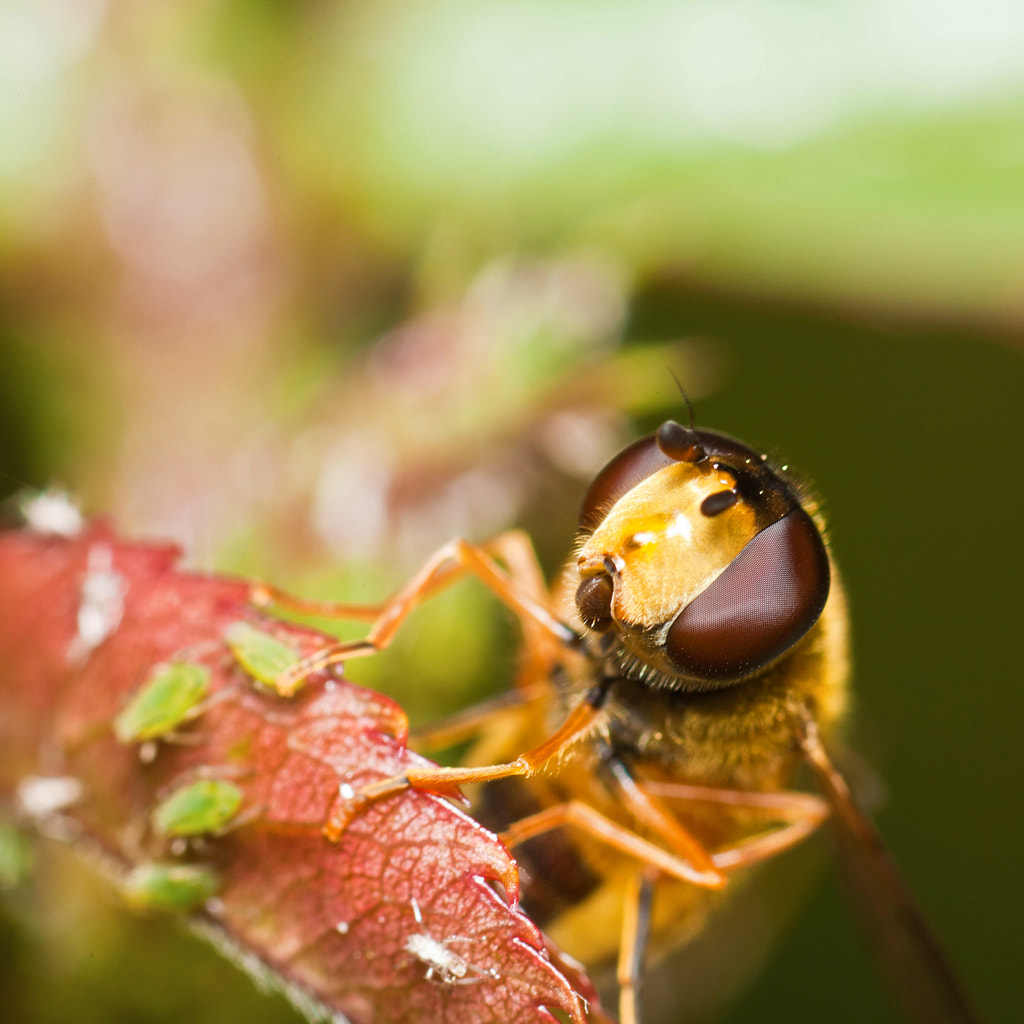 macro-photography - A Hoverfly and Friends by Robert K. Baggs on 500px.com