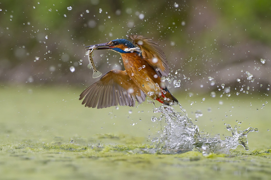 Green fishing by Marco Redaelli on 500px.com