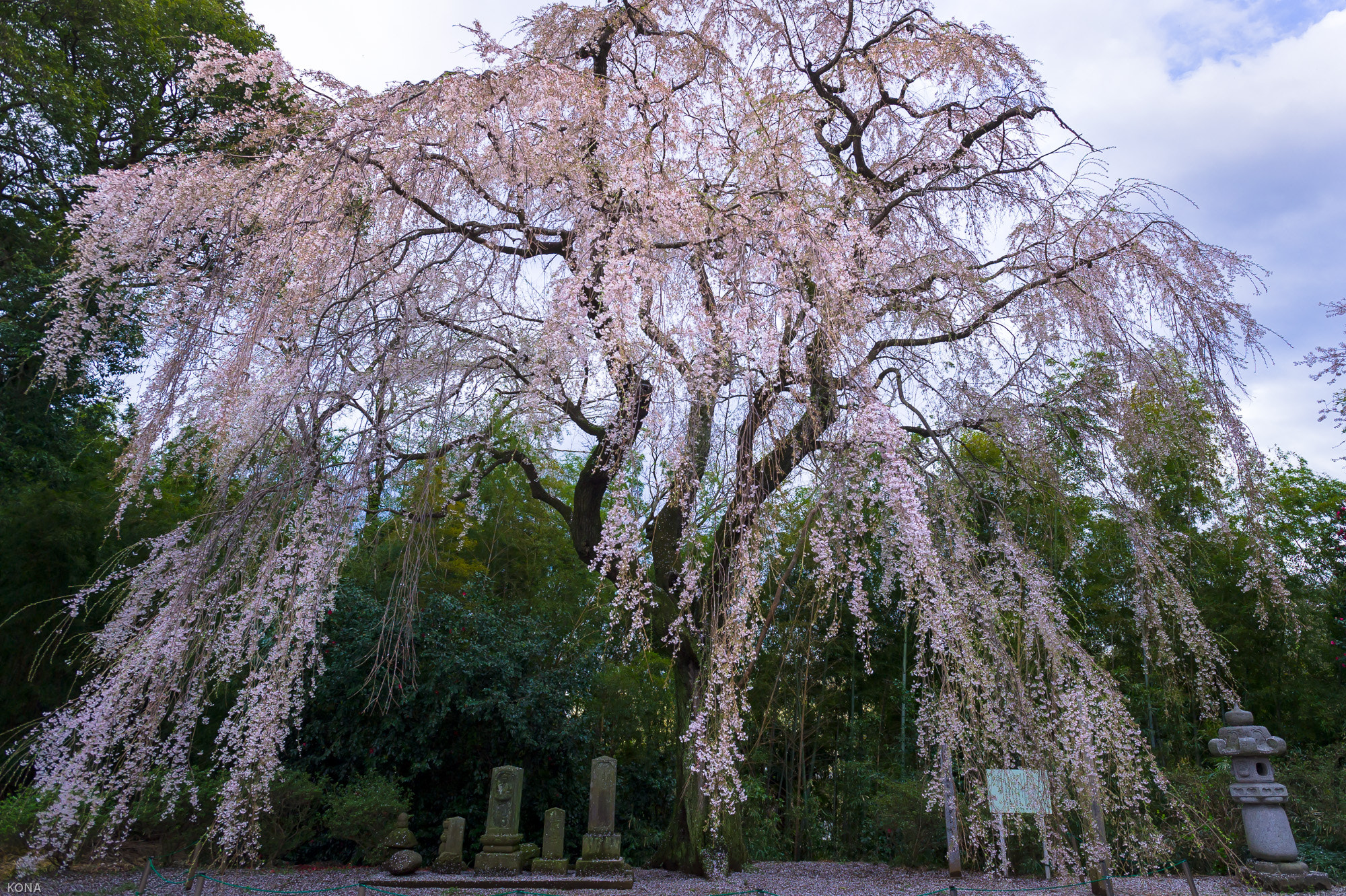 Nikon AF-S Nikkor 17-35mm F2.8D ED-IF sample photo. Sakura photography