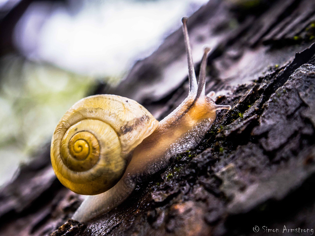 Escargot sous la pluie by Simon Armstrong on 500px.com