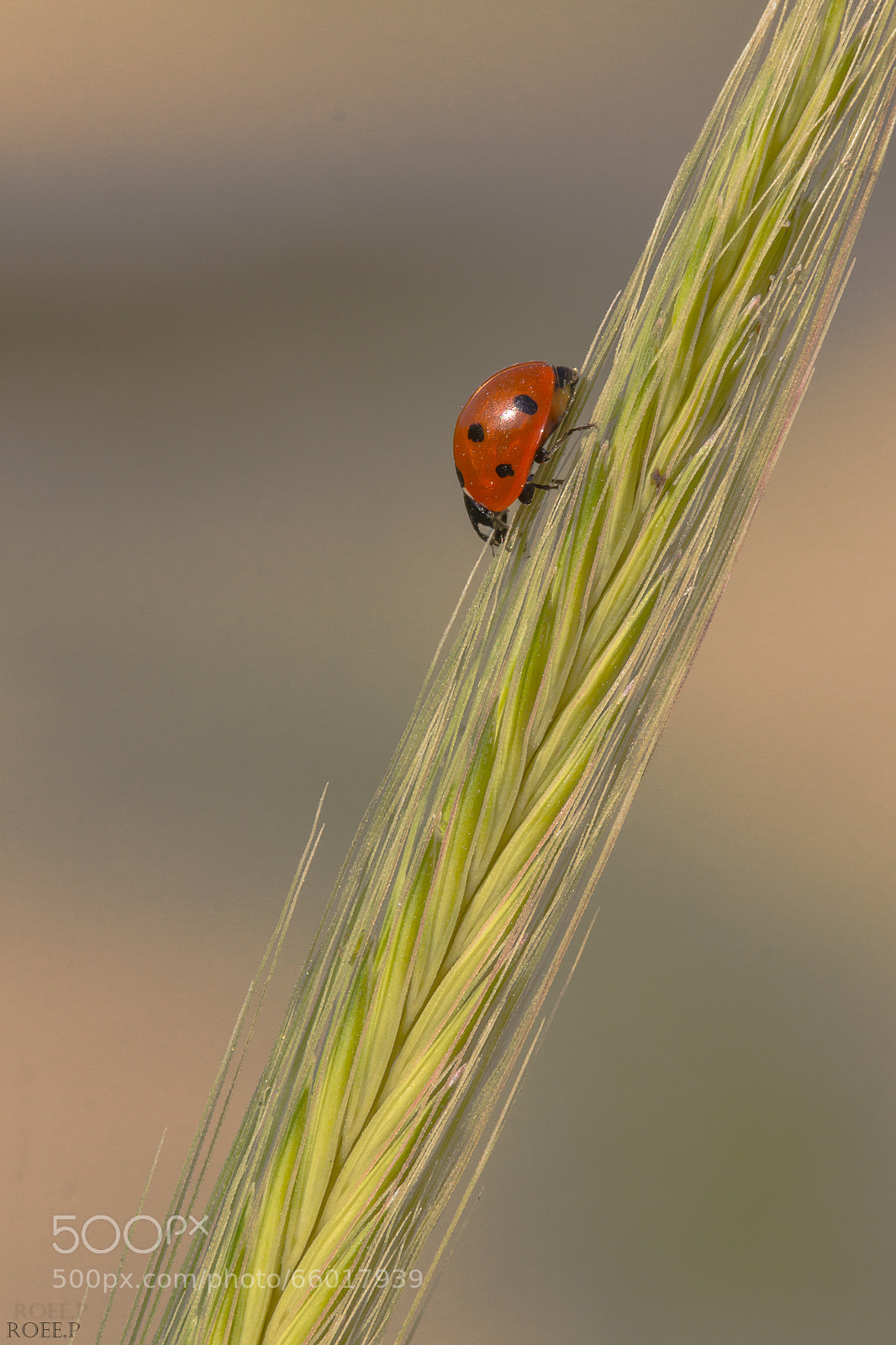 Canon EOS 60D sample photo. Untitled photography