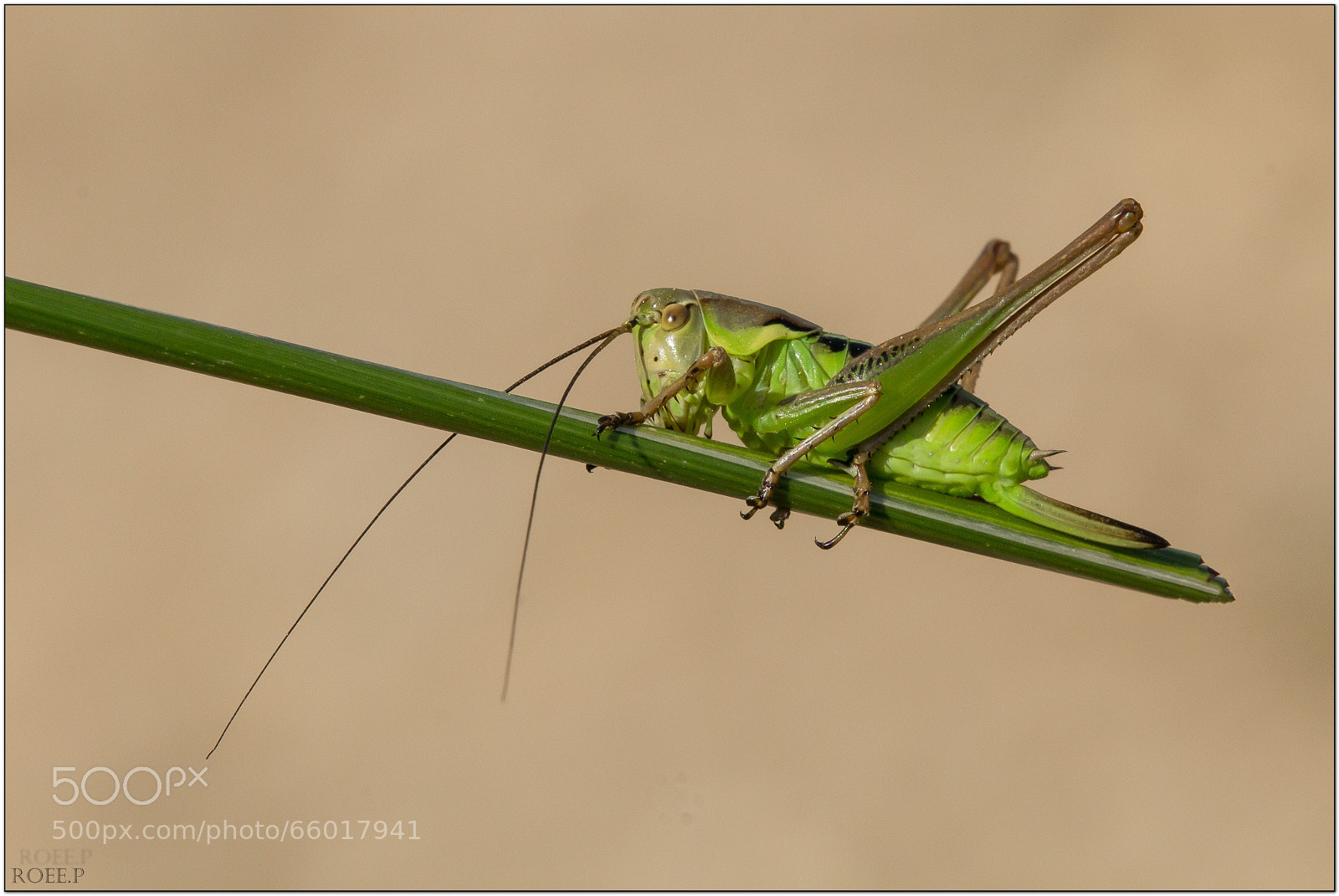 Canon EOS 60D sample photo. Edit border photography