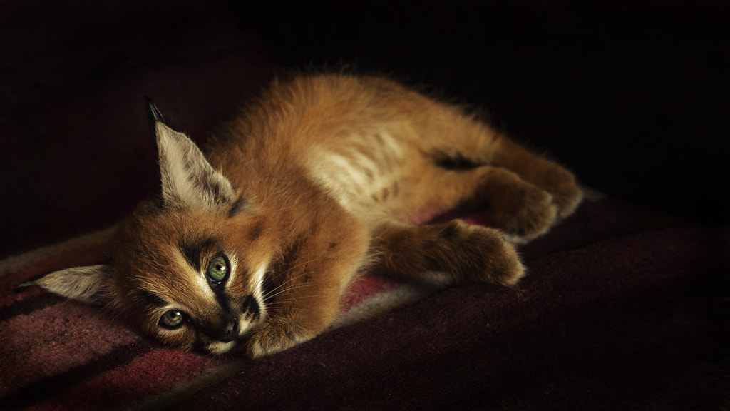 The eyes of a Caracal kitten by Andreas Jansrud on 500px.com