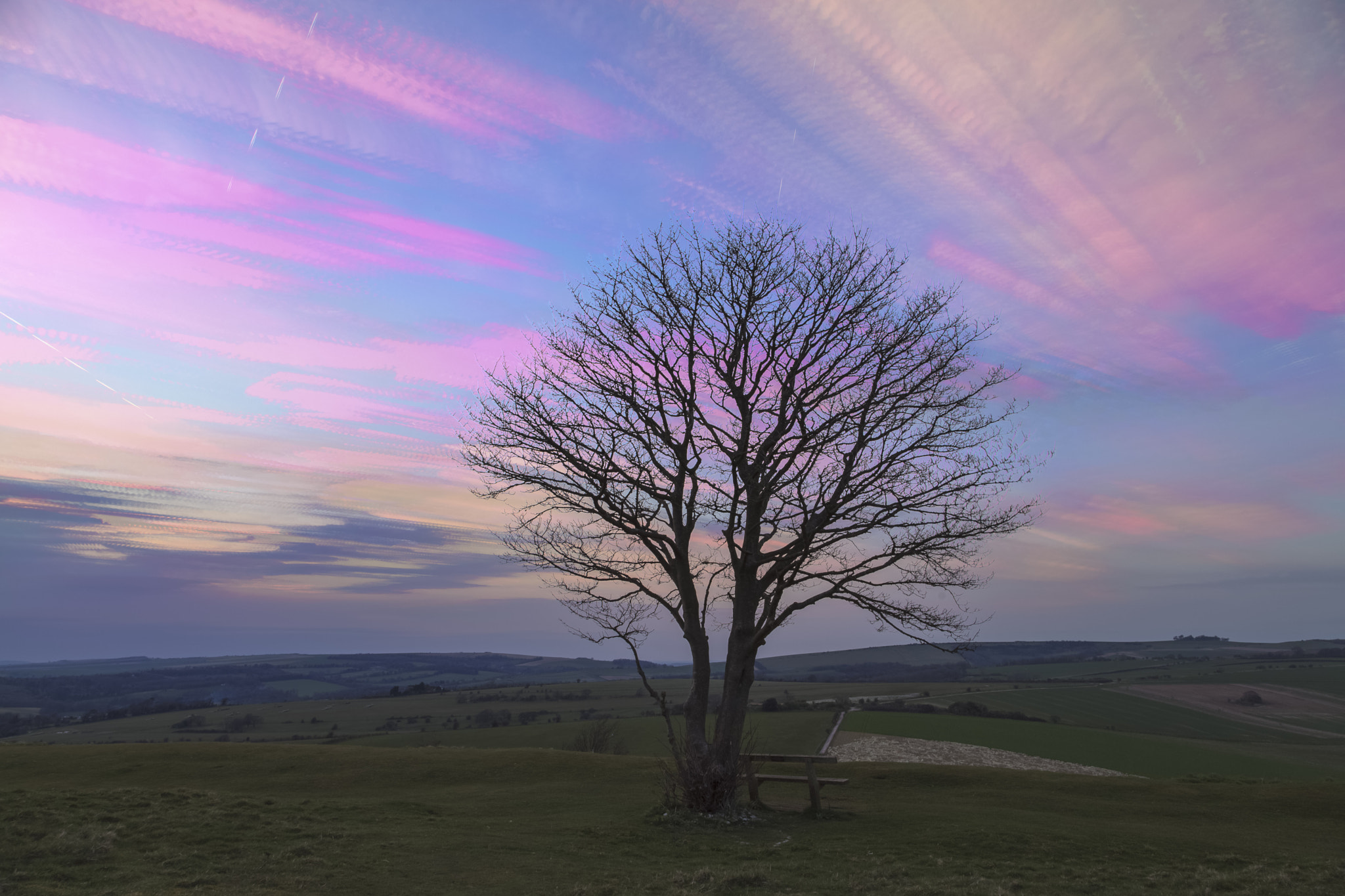 Cissbury Tree