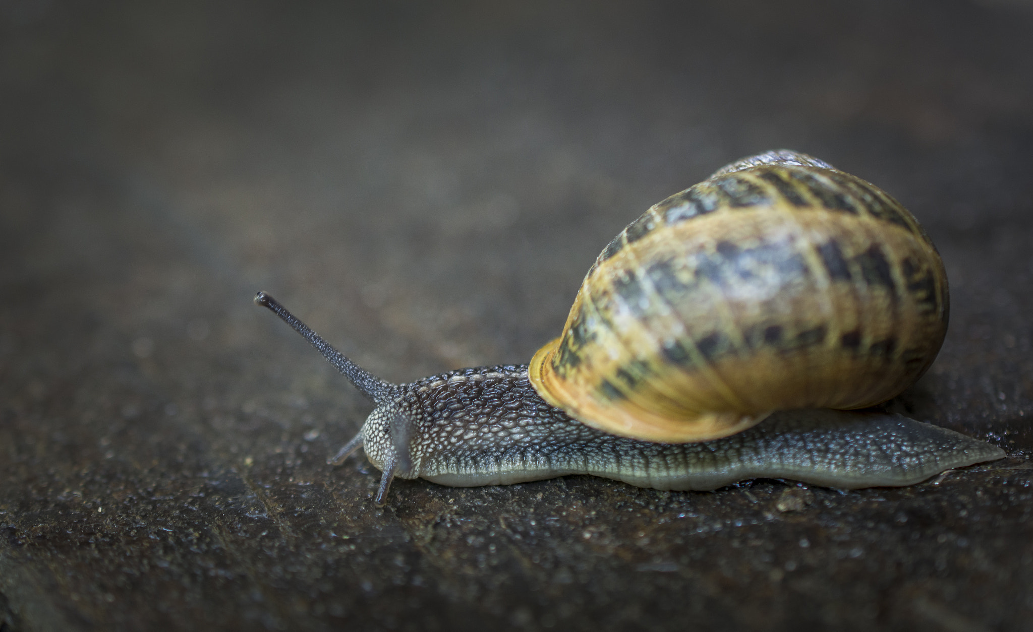 Snail in garden