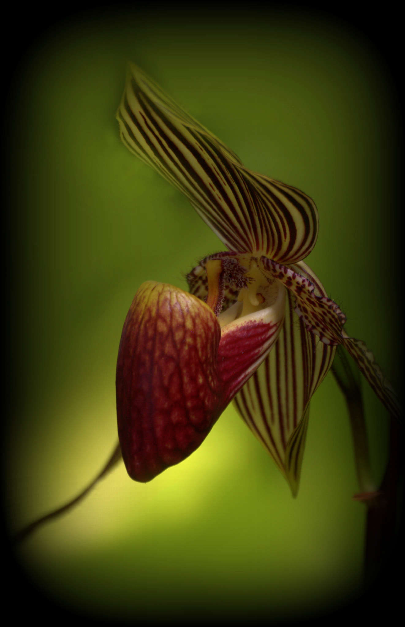 Slipper Orchid