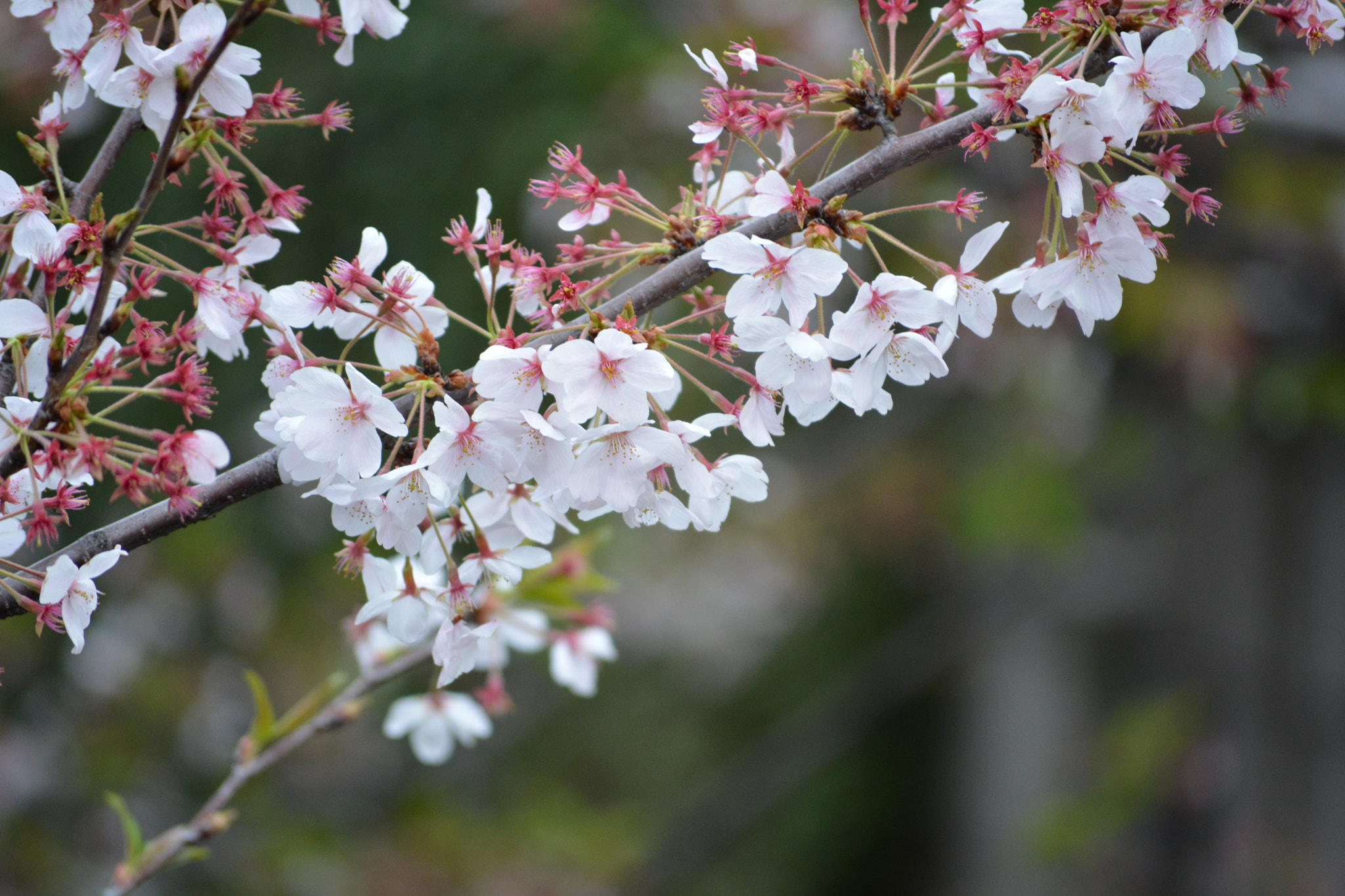 目黒川桜まつり