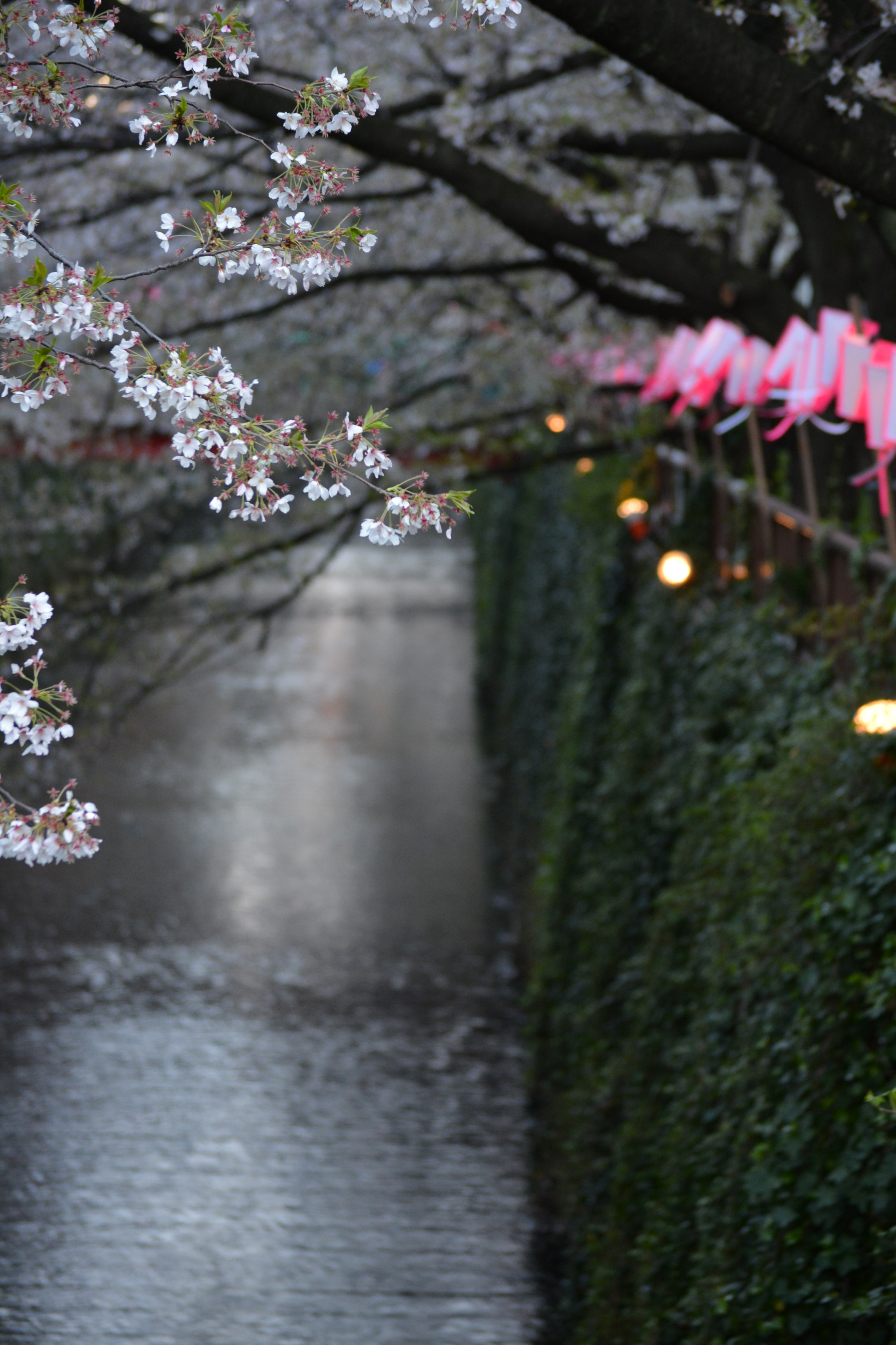 目黒川桜まつり