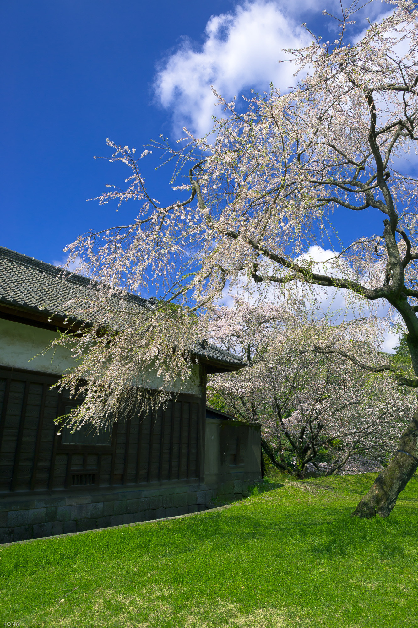 Nikon D3 + Nikon AF-S Nikkor 24mm F1.4G ED sample photo. 皇居の桜 photography