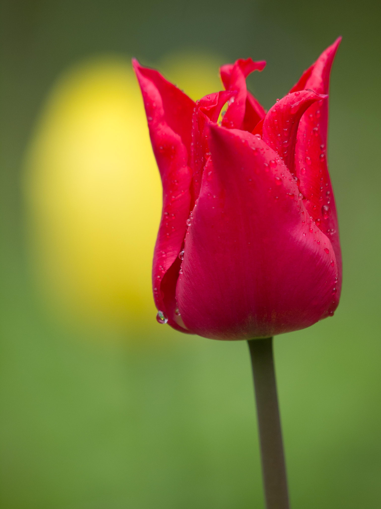 Red, Yellow and Green