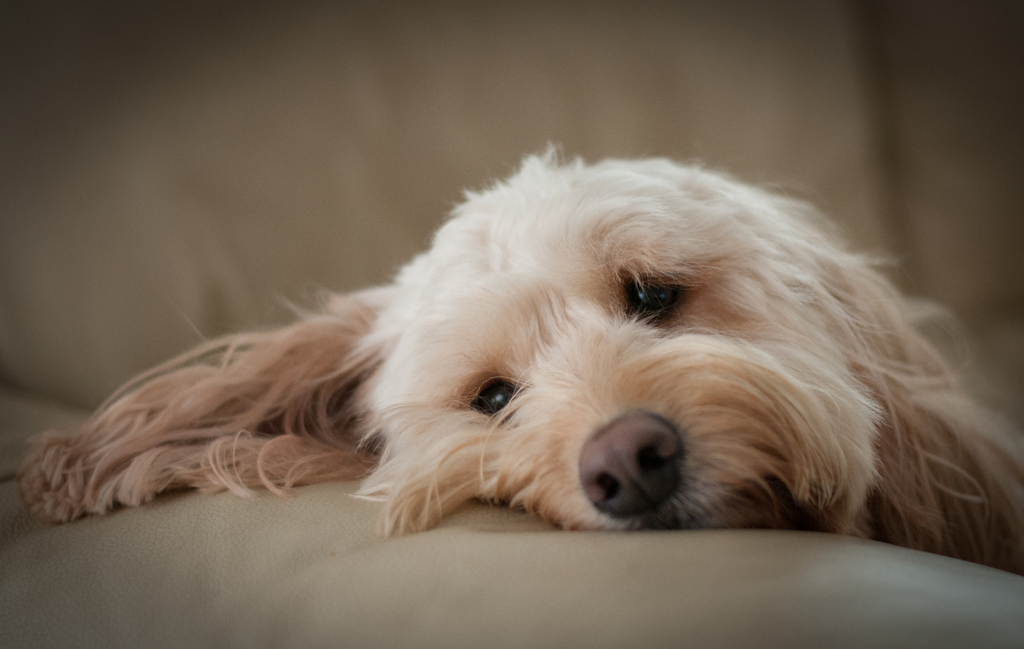 Riley the Cockerpoo