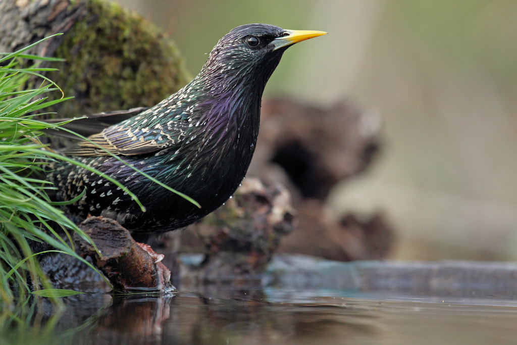 Starling - Sturnus vulgaris - Storno by Ascanio Tealdi on 500px.com