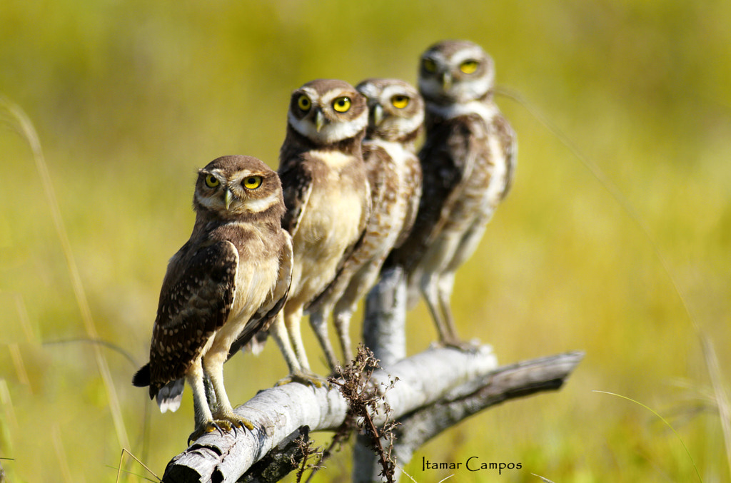 Family owl  portrait! by Itamar Campos on 500px.com