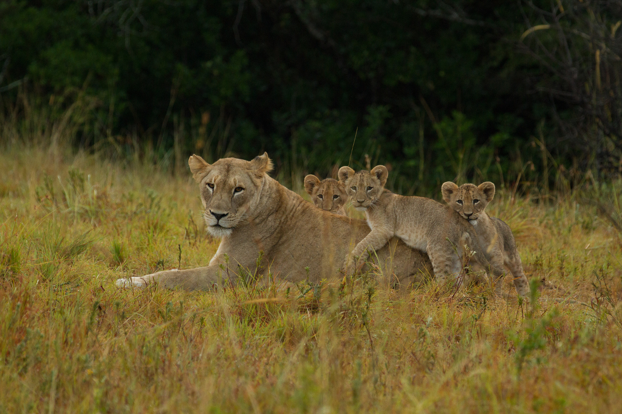 Right ears new cubs